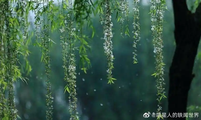 柳絮纷飞,它对身体健康有什么危害?都给你带来了哪些烦恼?