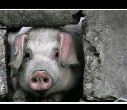 汶川大地震活下来的猪坚强