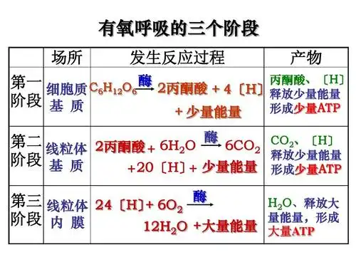所有分类 自然科学 生物学 5-3细胞呼吸ppt 有氧呼吸的三个阶段 场所