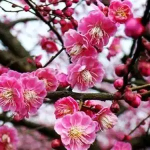 冬日天虽寒,梅花已就开,.(骗赞绕行)头像