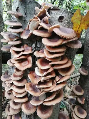 湄潭县马桑菌种植美篇