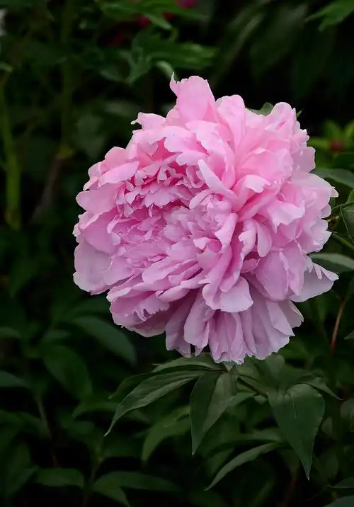 #我镜头下最美的花儿# —— 花中之王 牡丹花-中关村在线摄影论坛