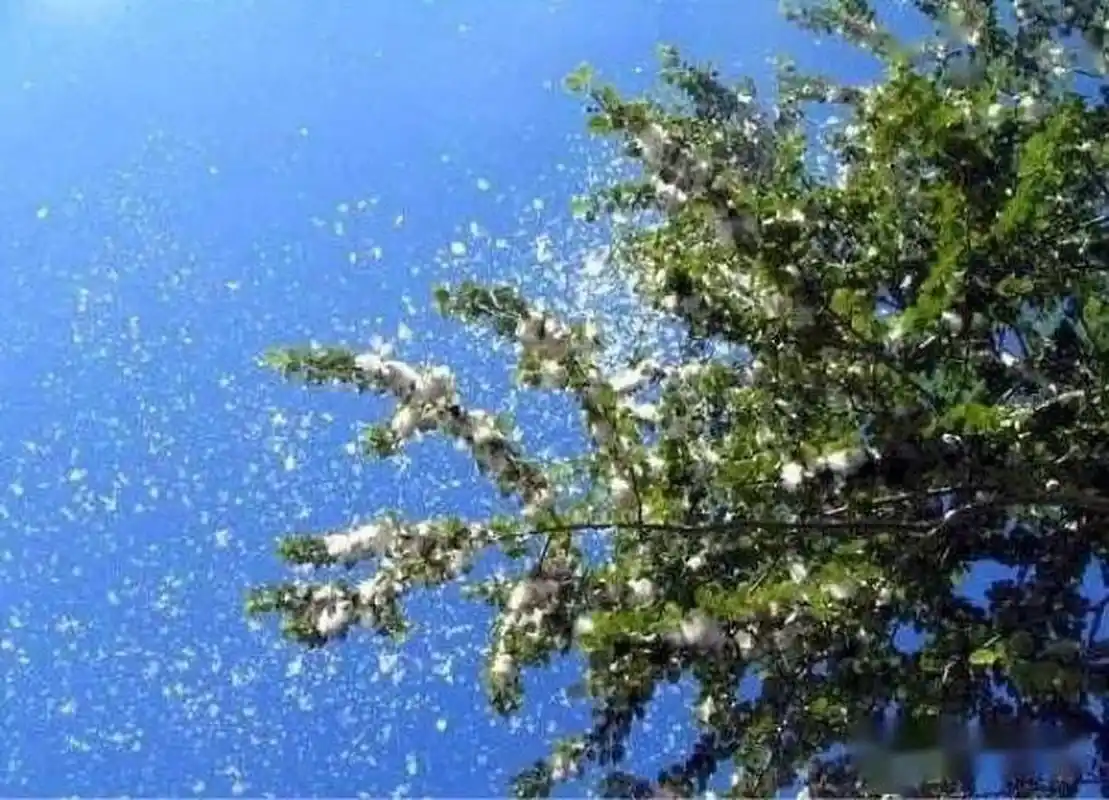 杨絮和柳絮的来源相同吗 杨絮和柳絮的来源不同,杨絮是从杨树上长出来