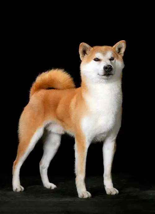 宠物狗的品种及图片