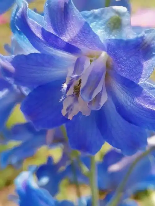 大花飞燕草渐变的蓝紫