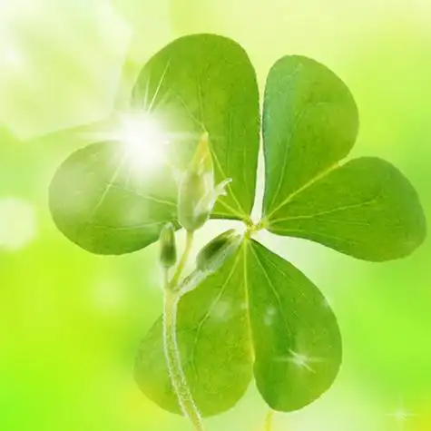 阳光透过三叶草