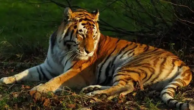 护林员救濒死虎崽养大后放生5年后遇火灾老虎现身相救