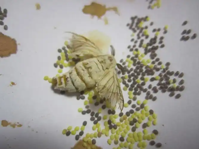 这是什么动物的卵?