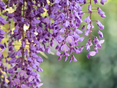 紫藤,枝条,紫色的花朵微距摄影 桌布 - 1600x1200