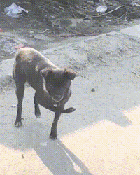 狗狗模仿胳膊骨折的主人用三只脚走路,主人:在我的伤口上撒盐_表情