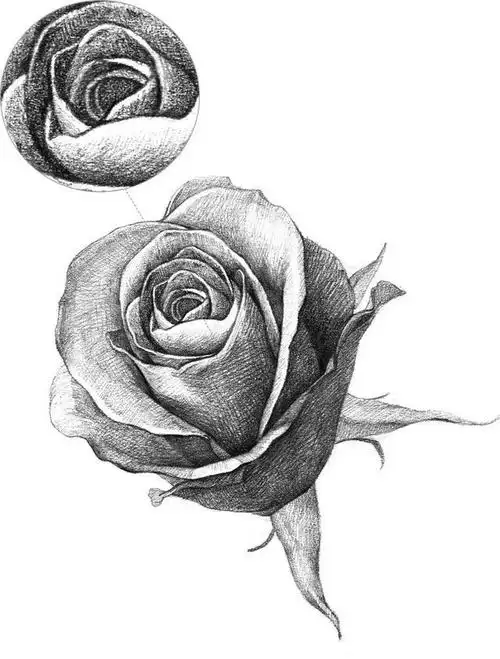 素描教程 如何画一个简单的玫瑰(分步骤讲解玫瑰素描画法) - 趣味头条