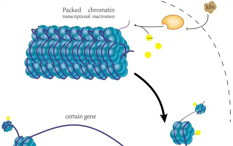 组蛋白乙酰化的画法