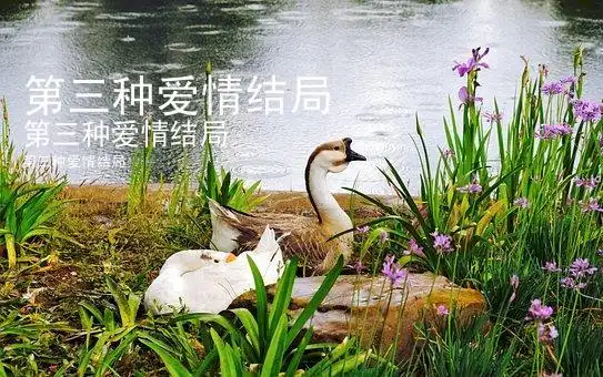 第三种爱情结局