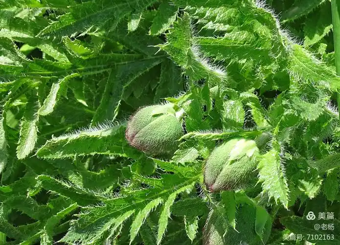 有毒的美丽的罂粟花