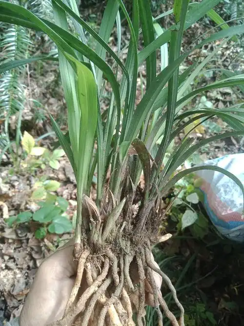 春剑 珍贵品种(野生下山兰,现挖现卖,品种纯,花香十足)