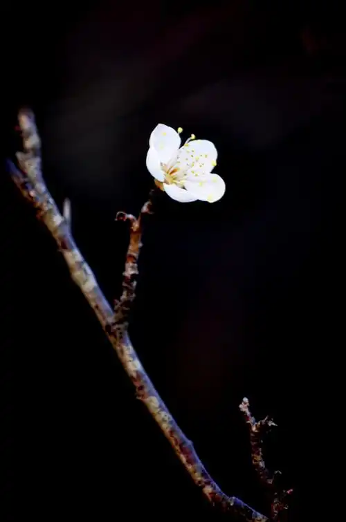 2020第一朵梅花