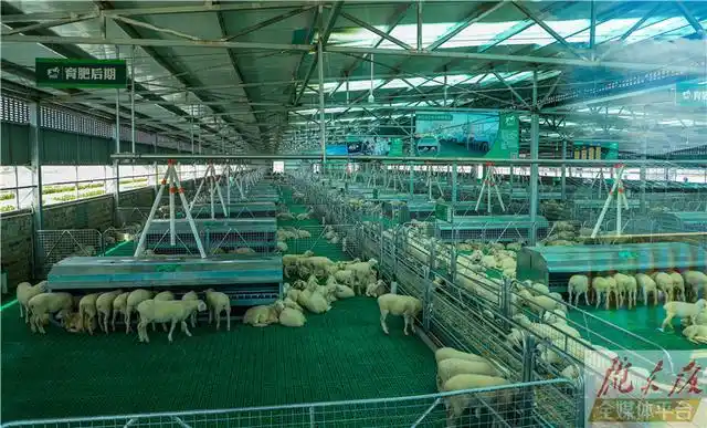现在的羊舍有多现代化?一起去看看吧