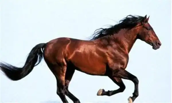 中国古代最著名宝马排行榜 赤兔马是无可争议的第一名