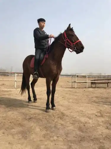 2018年马多少钱一匹,马的价格