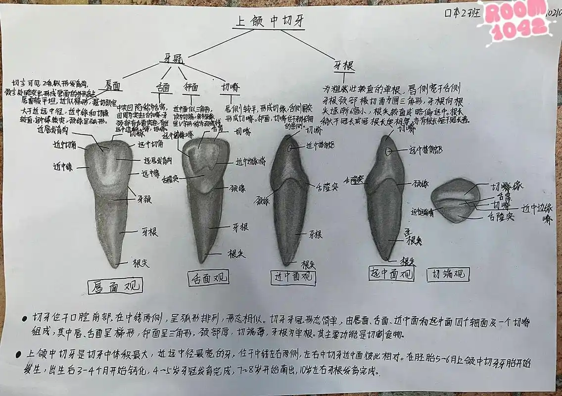 口腔医学解剖学牙齿绘制(上1下6) 牙齿形态—上颌中切牙,下颌第一磨牙