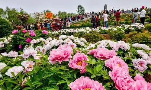 从洛阳牡丹文化节看城市如何"节庆"__凤凰网