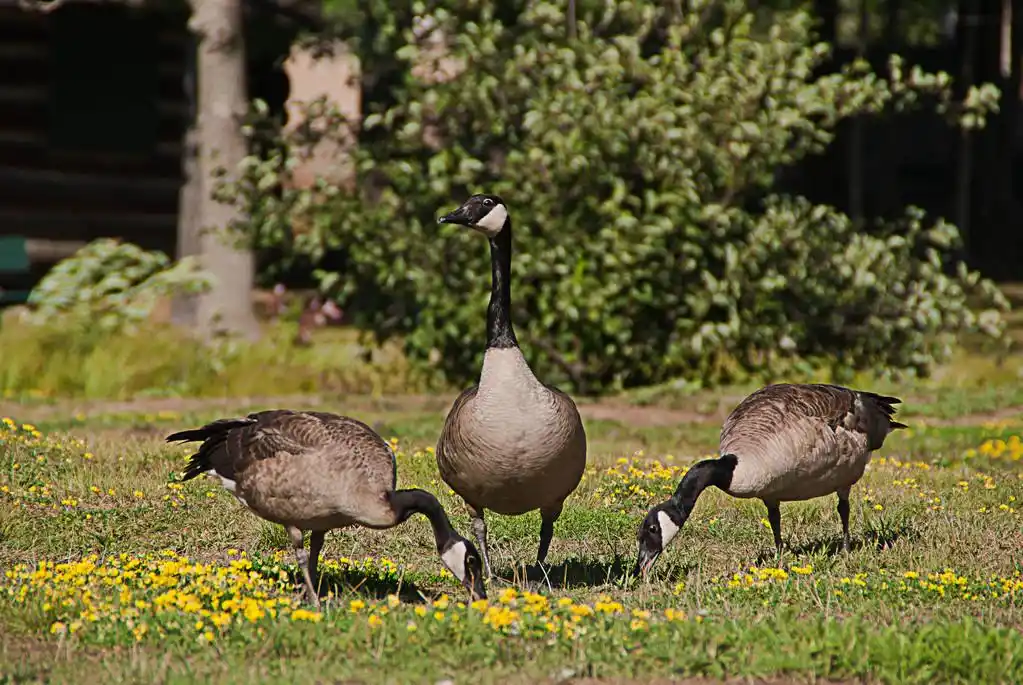 加拿大鸭,加拿大鸭附近马格尼塔文湖,安大略省,加拿大