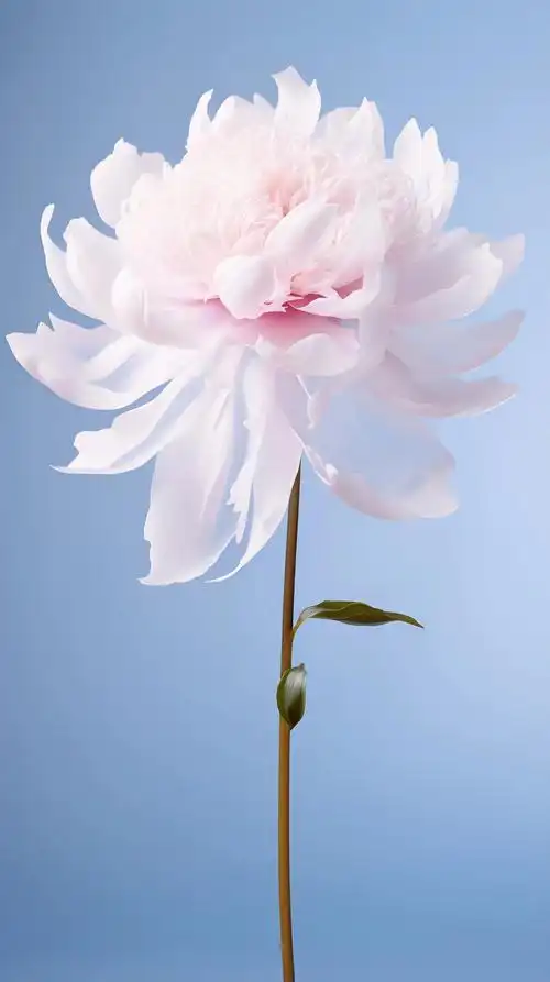 芍药花的花语是"情有独钟,我只喜欢你#好看的花一定要分享给你 - 抖音