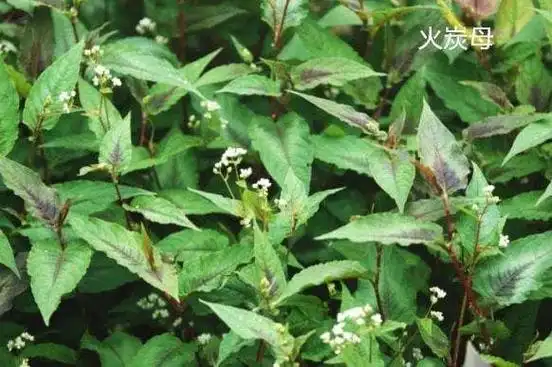 民间止痒草药图片 止痒草药图片中草药-图片大观-奇异网