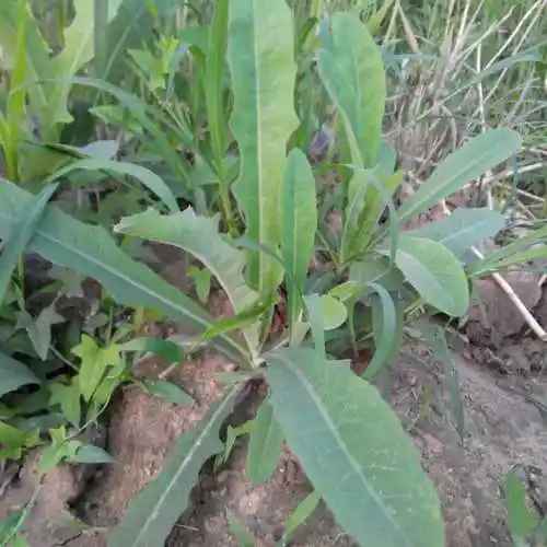 东北野生山菜山野菜苦菜曲麻菜苦麻子新鲜苣荬菜250克4份顺丰