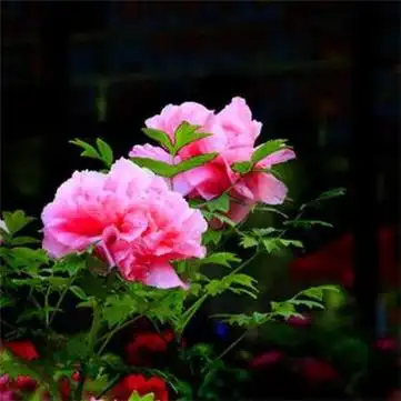 唯美有意境的牡丹花头像图片大全2021梦要自己扛泪要自己尝