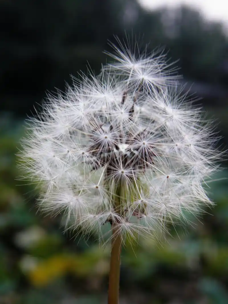 选择一个合适的位置:要拍摄蒲公英特写,需要选取一个蒲公英所在的比较