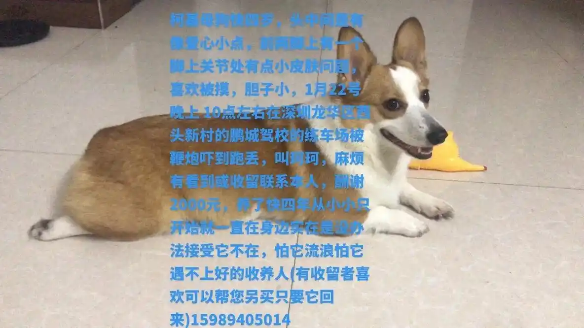 深圳同城柯基狗狗丢失.柯基母狗快四岁,头中间是有像爱心小点, - 抖音