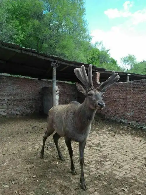 马鹿王.王英林.欢迎鹿业同仁光临指导.