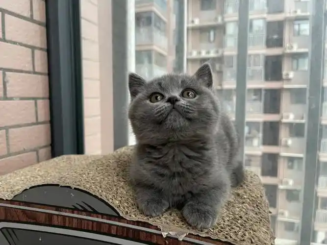 我的猫  #英短蓝猫  汤圆小美女有在一天一天好好长大!真的太乖啦!