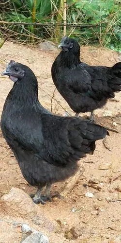 正宗生态五黑鸡,鸡蛋热销中