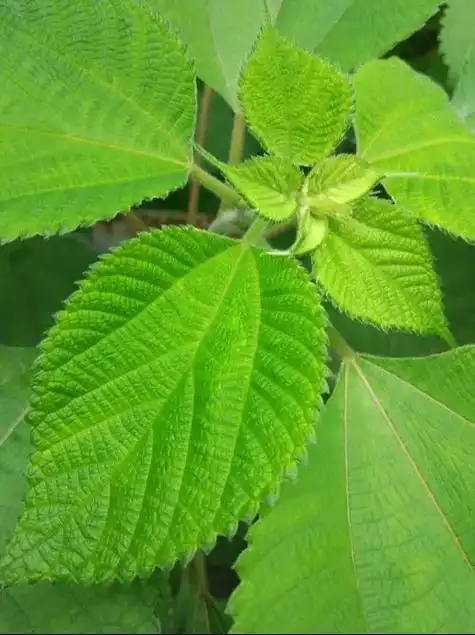 苎麻.苎麻,叶子有毛,荨麻科叶互生植物,植物纤维可以制作服饰 - 抖音
