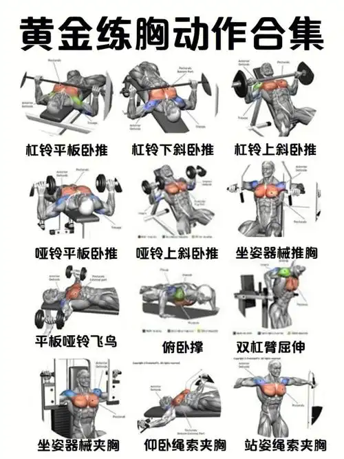 练胸动作合集73建议收藏60