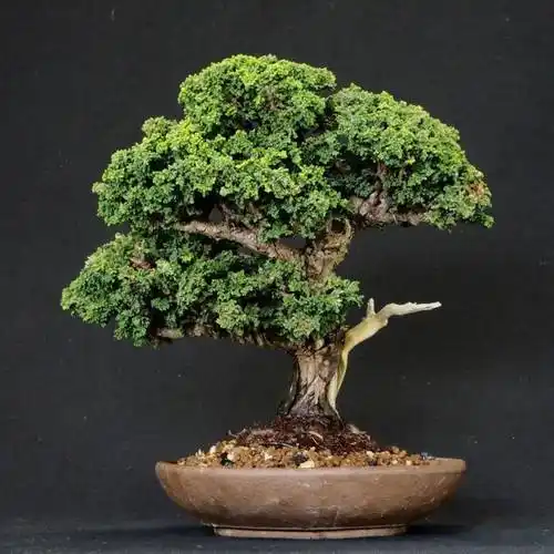 看起来像化石的柏树贵族——石化桧_盆景_散光_时候