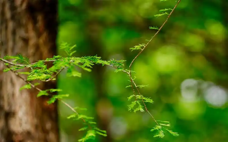小清新绿色护眼风景高清壁纸