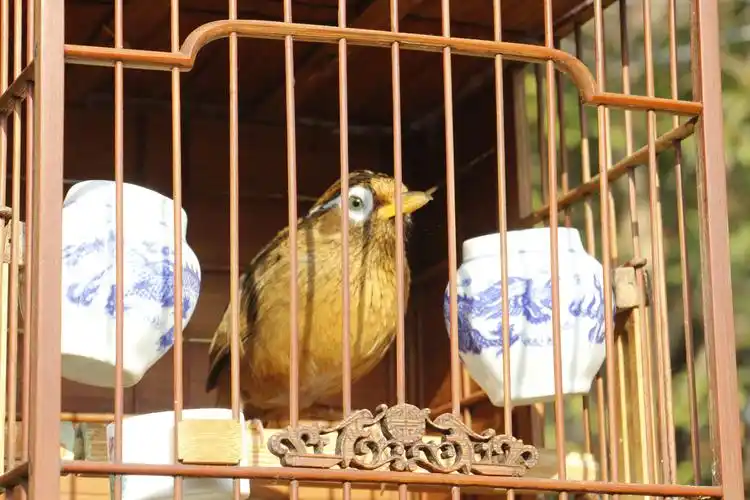 鸟笼里的画眉鸟  市民王女士 图