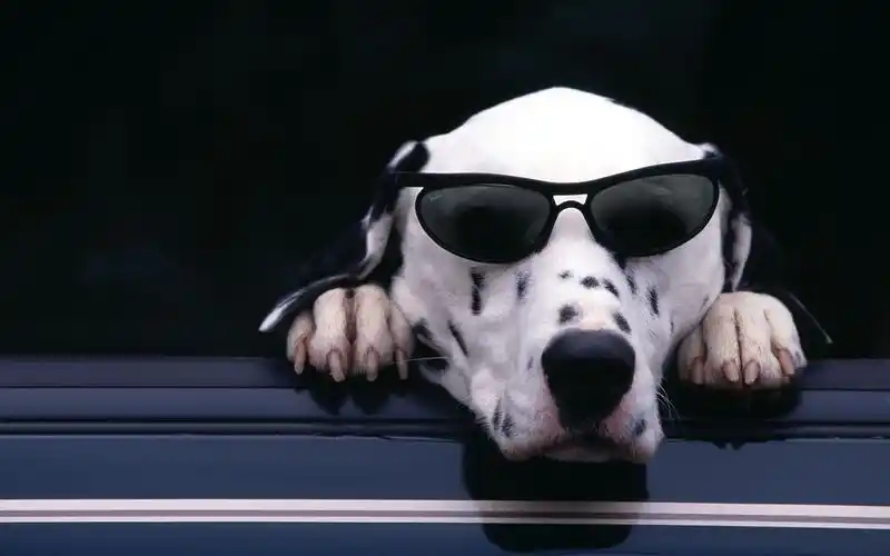 精选斑点犬帅气时尚电脑壁纸下载