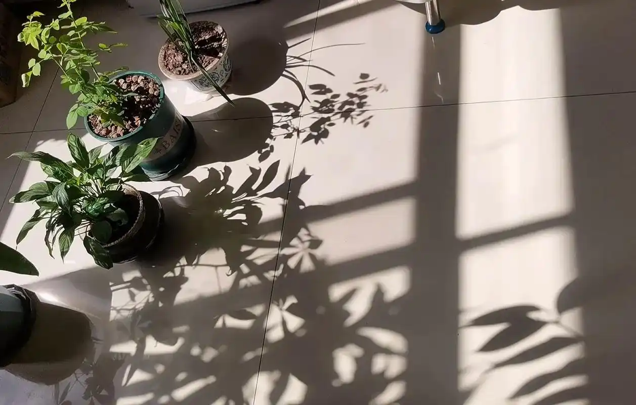 清晨的阳光透过窗户格外的美 #我的花花草草9494 #随手拍 - 抖音