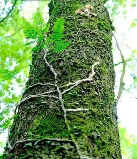 白毛蛇是一种什么样的植物?