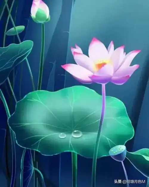 能抒发感情的高雅丽质的花,并适合用做微信头像的荷花图片