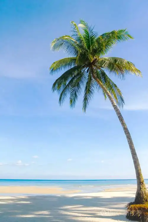 美丽的热带海滩,棕榈树在日出的海景.在夏天背景视图海滩照片-正版商