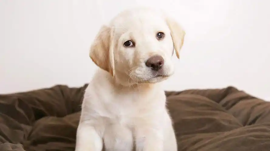 可爱狗狗壁纸,清新样子让看到的人都觉得狗狗太萌了_高清图集_新浪网