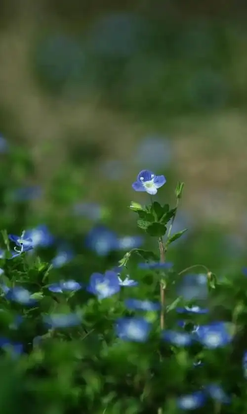 高清壁纸植物花卉治愈养眼小清新唯美
