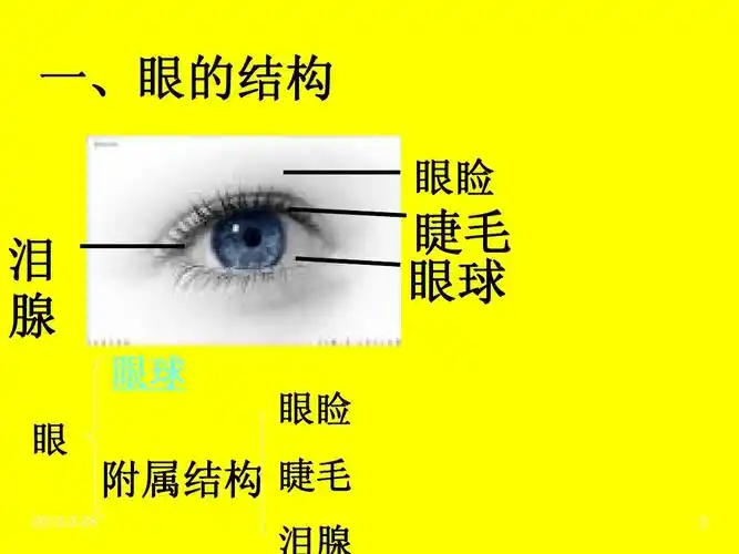 睫毛 眼球 眼睑 2 附属结构 睫毛 泪腺