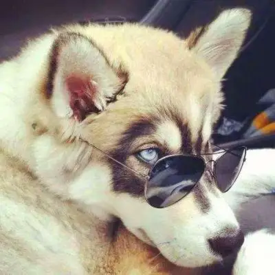 狗头_男生头像_我要个性网