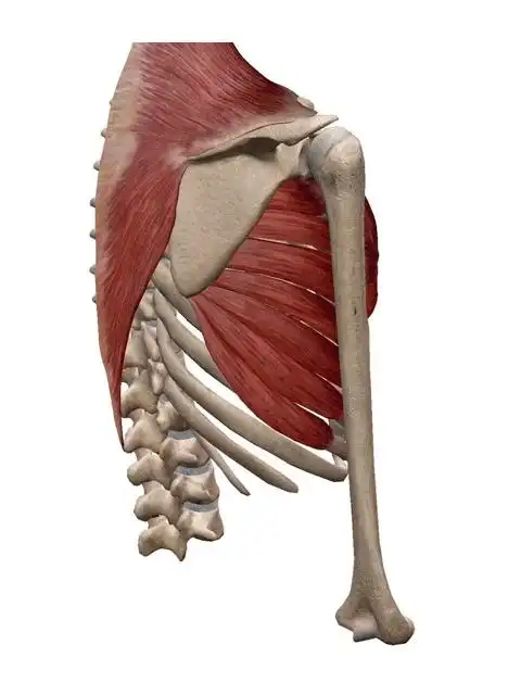 肩关节复合体重要成员训练你的前锯肌